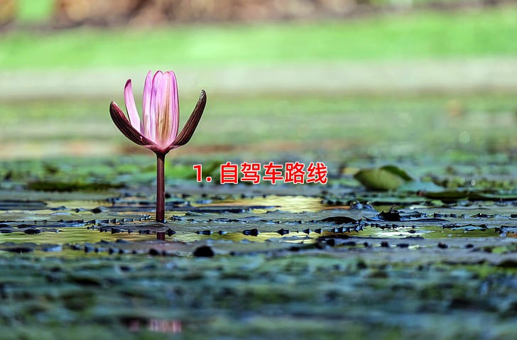 1. 自驾车路线