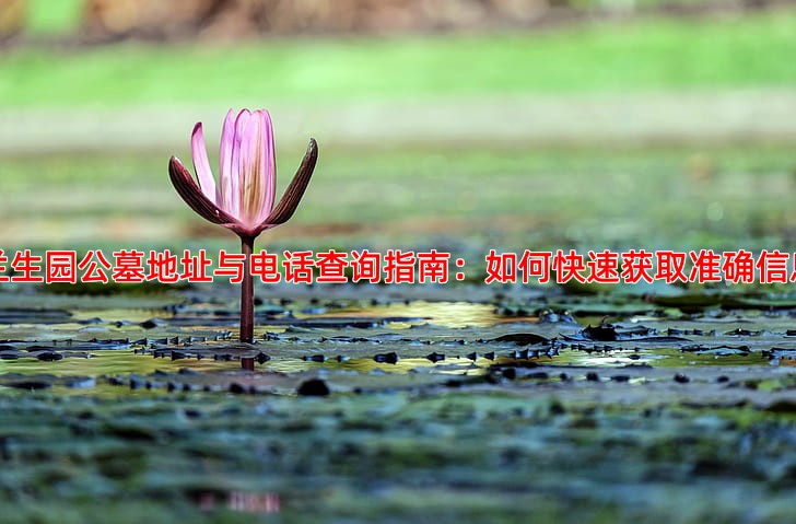 兰生园公墓地址与电话查询指南：如何快速获取准确信息