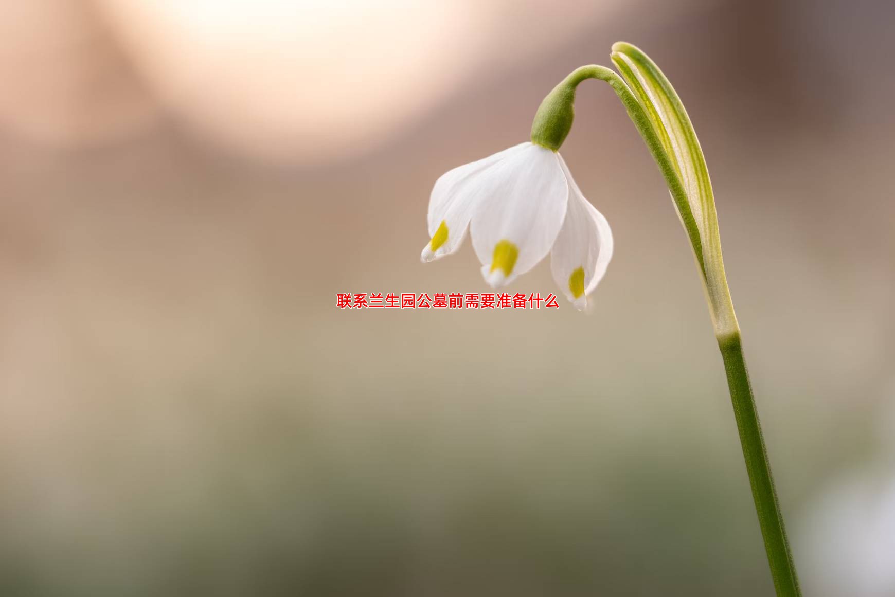 联系兰生园公墓前需要准备什么