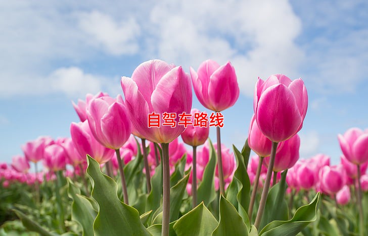 自驾车路线