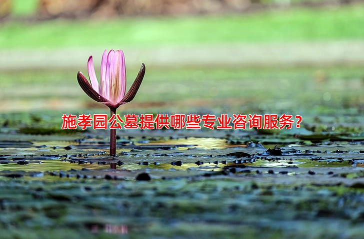 施孝园公墓提供哪些专业咨询服务？