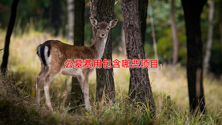 公墓费用包含哪些项目