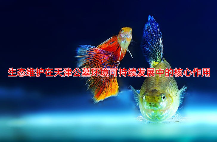 生态维护在天津公墓环境可持续发展中的核心作用