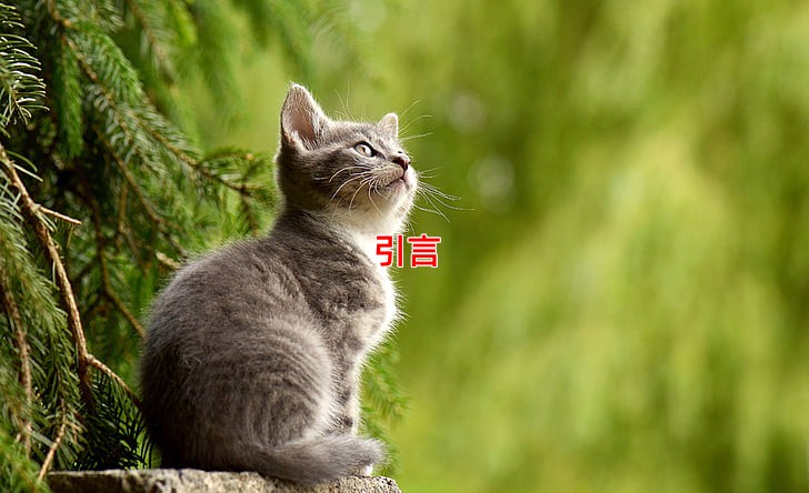 引言