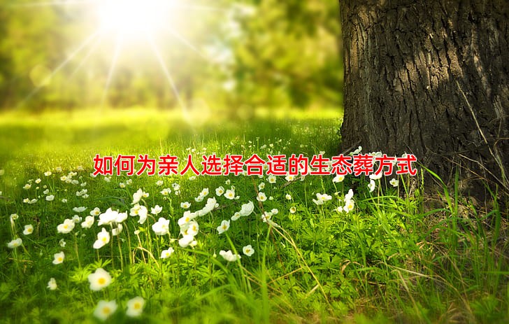 如何为亲人选择合适的生态葬方式