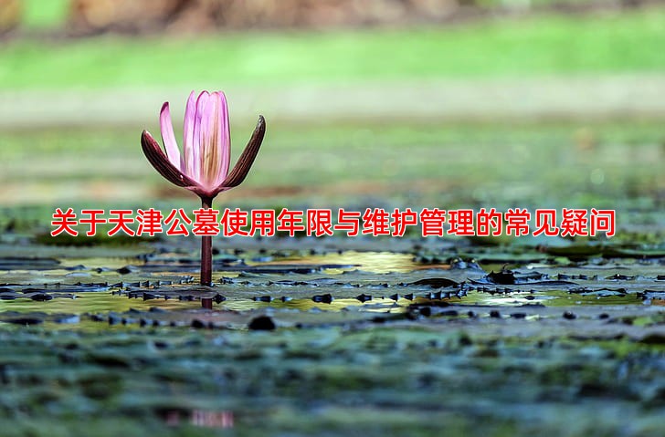 关于天津公墓使用年限与维护管理的常见疑问
