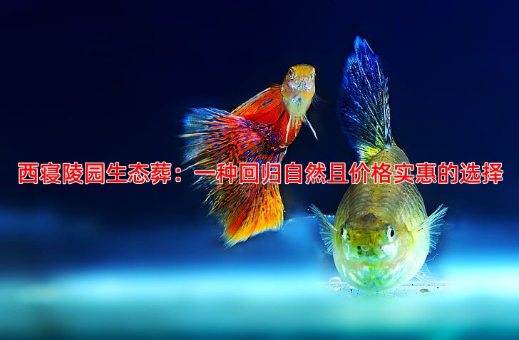 西寝陵园生态葬：一种回归自然且价格实惠的选择