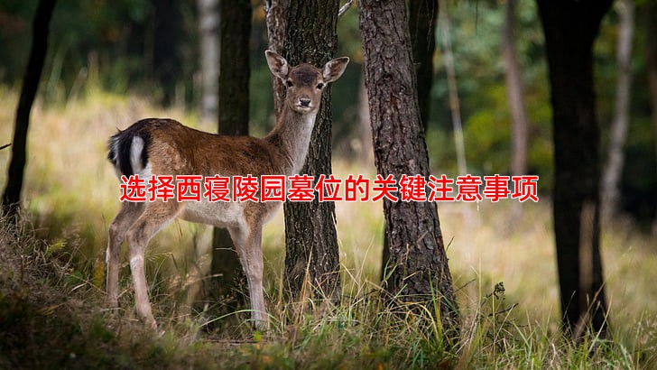 选择西寝陵园墓位的关键注意事项