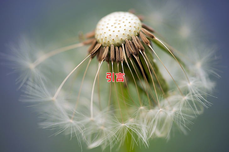 引言