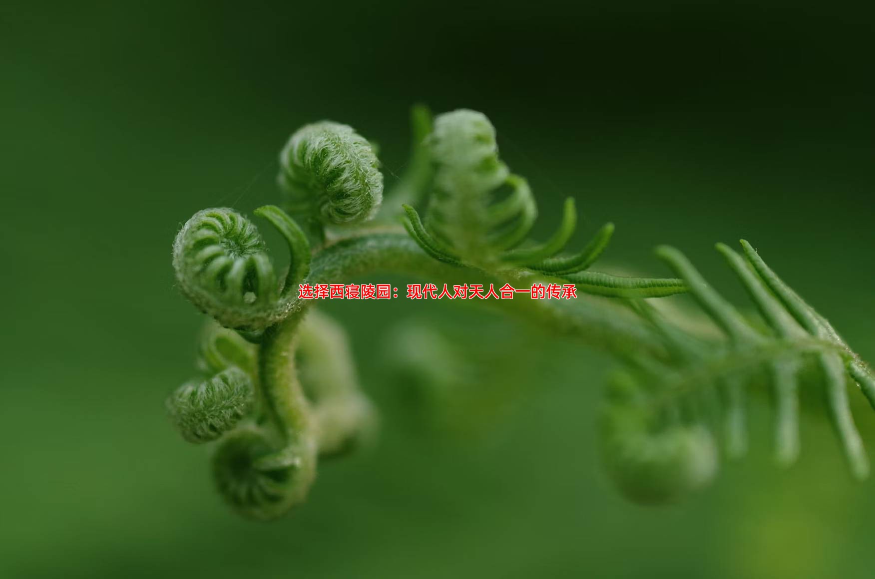 选择西寝陵园：现代人对天人合一的传承
