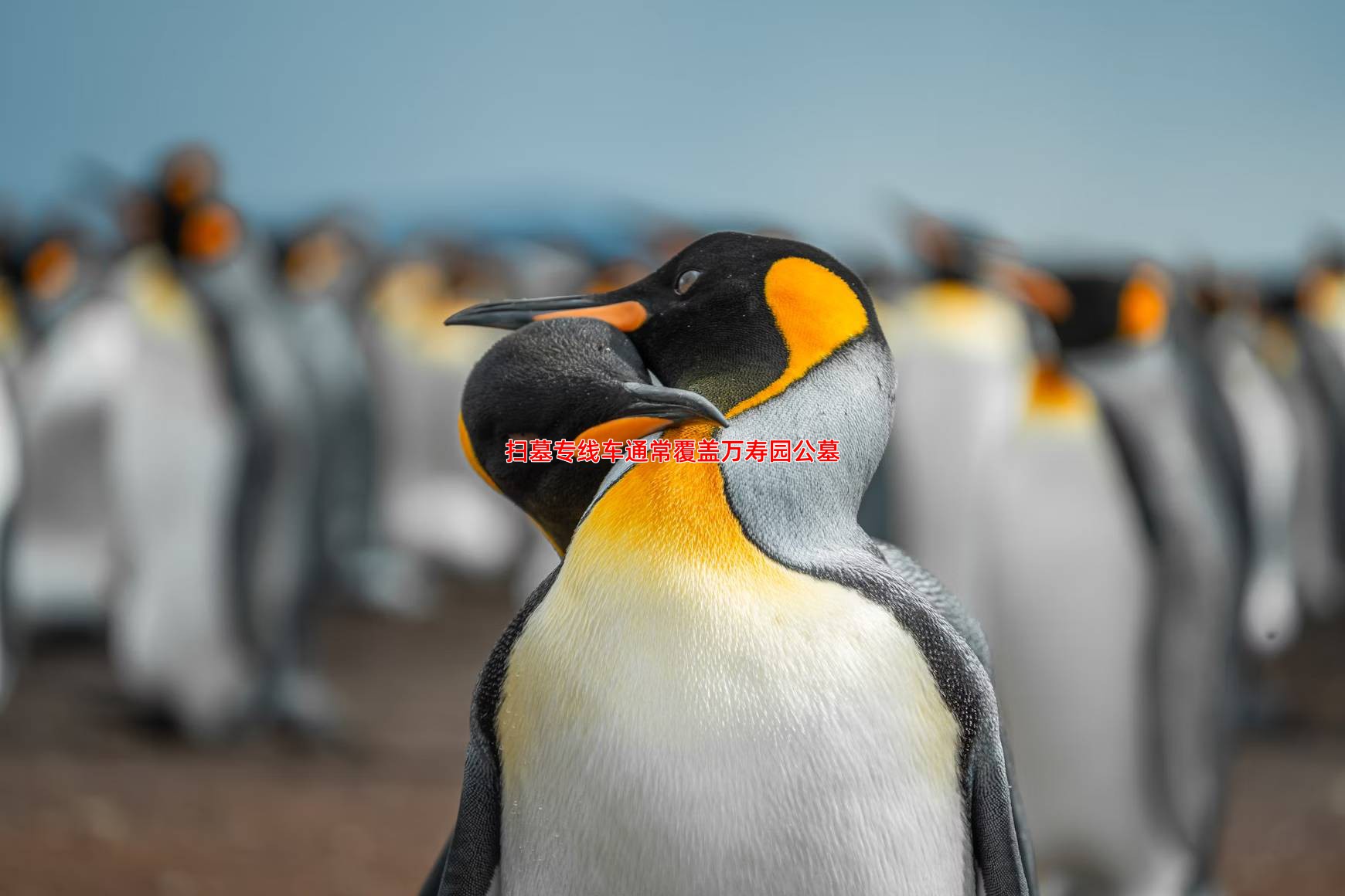 扫墓专线车能否到达万寿园公墓