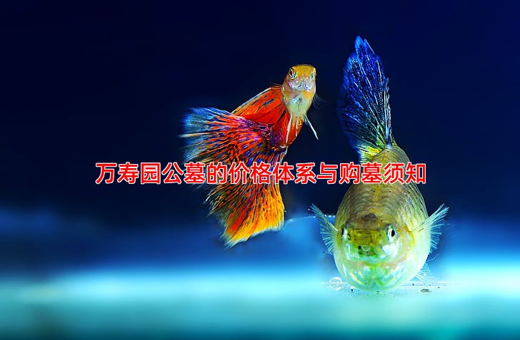万寿园公墓的价格体系与购墓须知