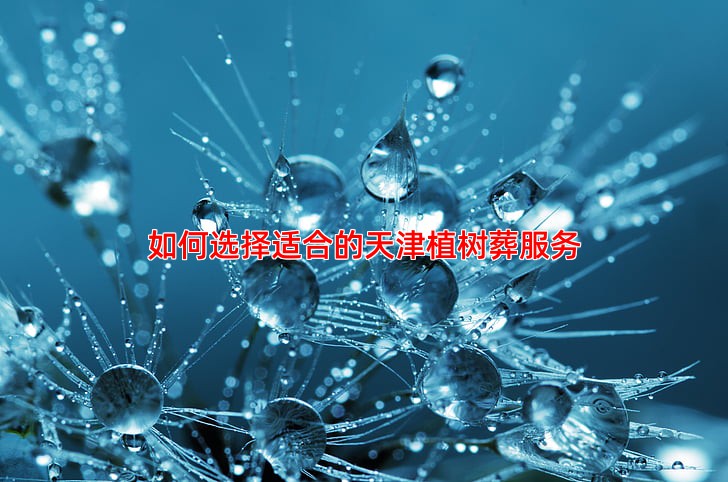 如何选择适合的天津植树葬服务