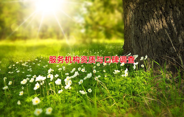 服务机构资质与口碑调查