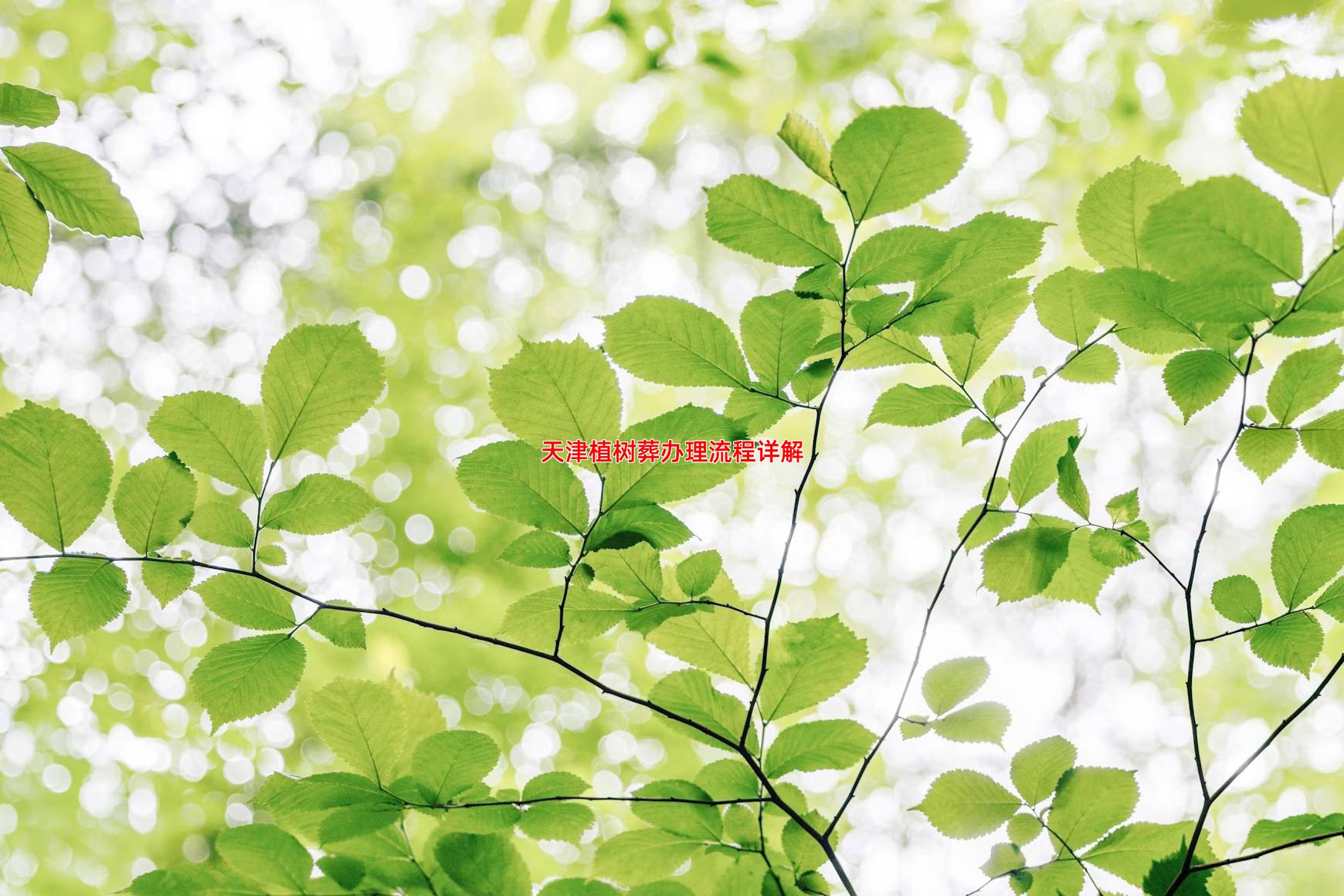 天津植树葬办理流程详解