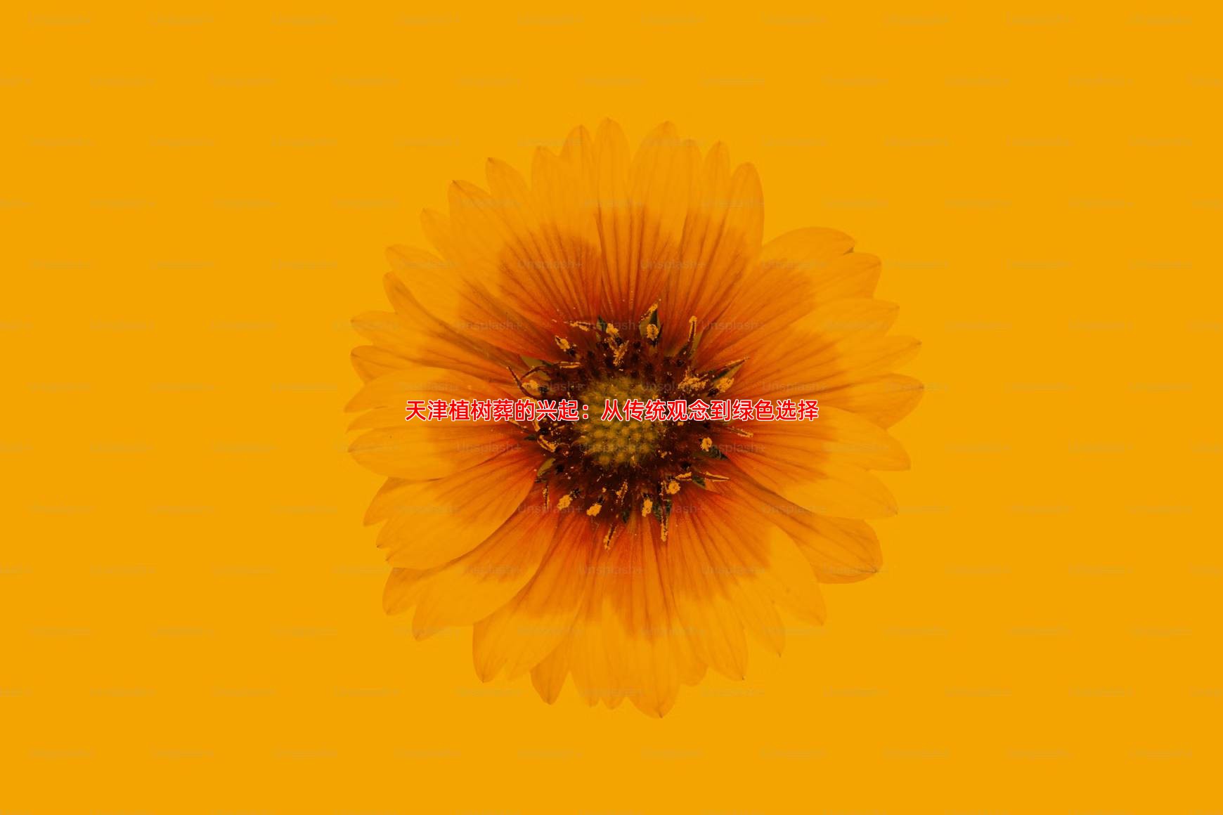 天津植树葬的兴起：从传统观念到绿色选择