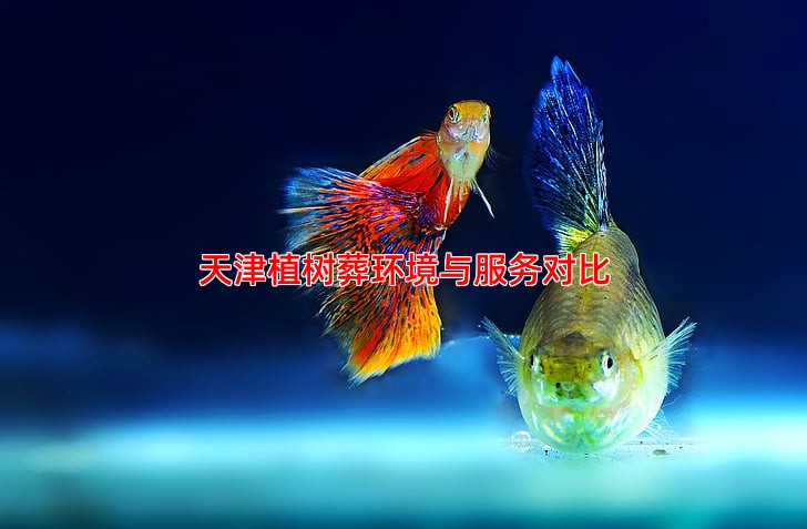 天津植树葬环境与服务对比