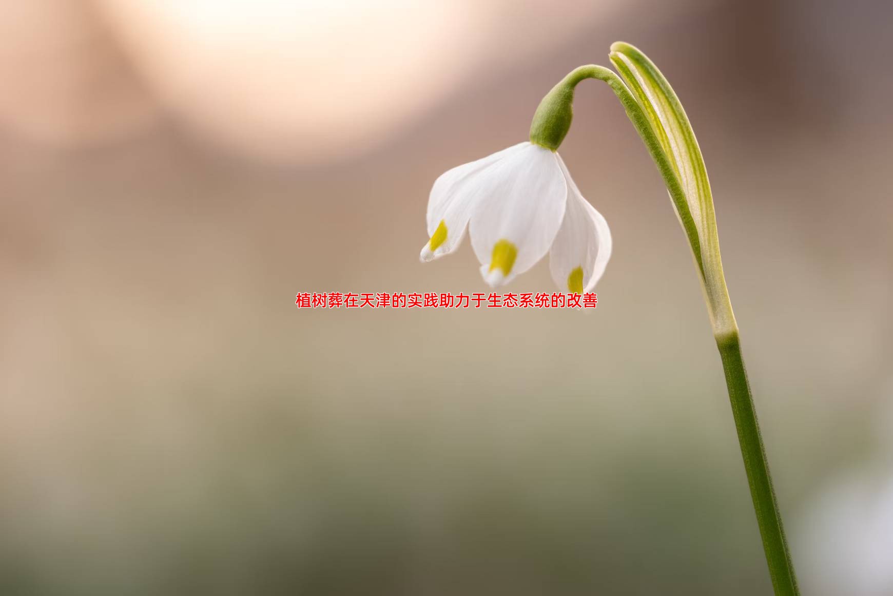 植树葬在天津的实践助力于生态系统的改善