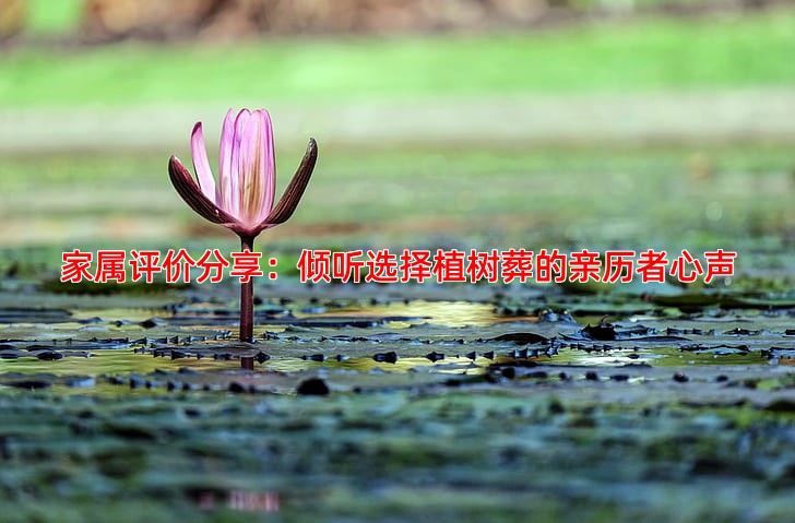 家属评价分享：倾听选择植树葬的亲历者心声