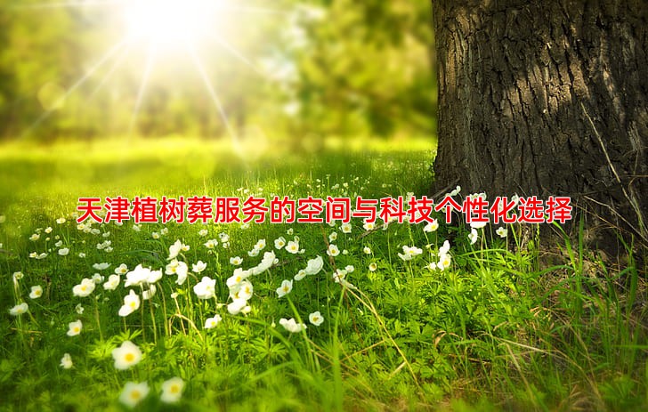 天津植树葬服务的空间与科技个性化选择