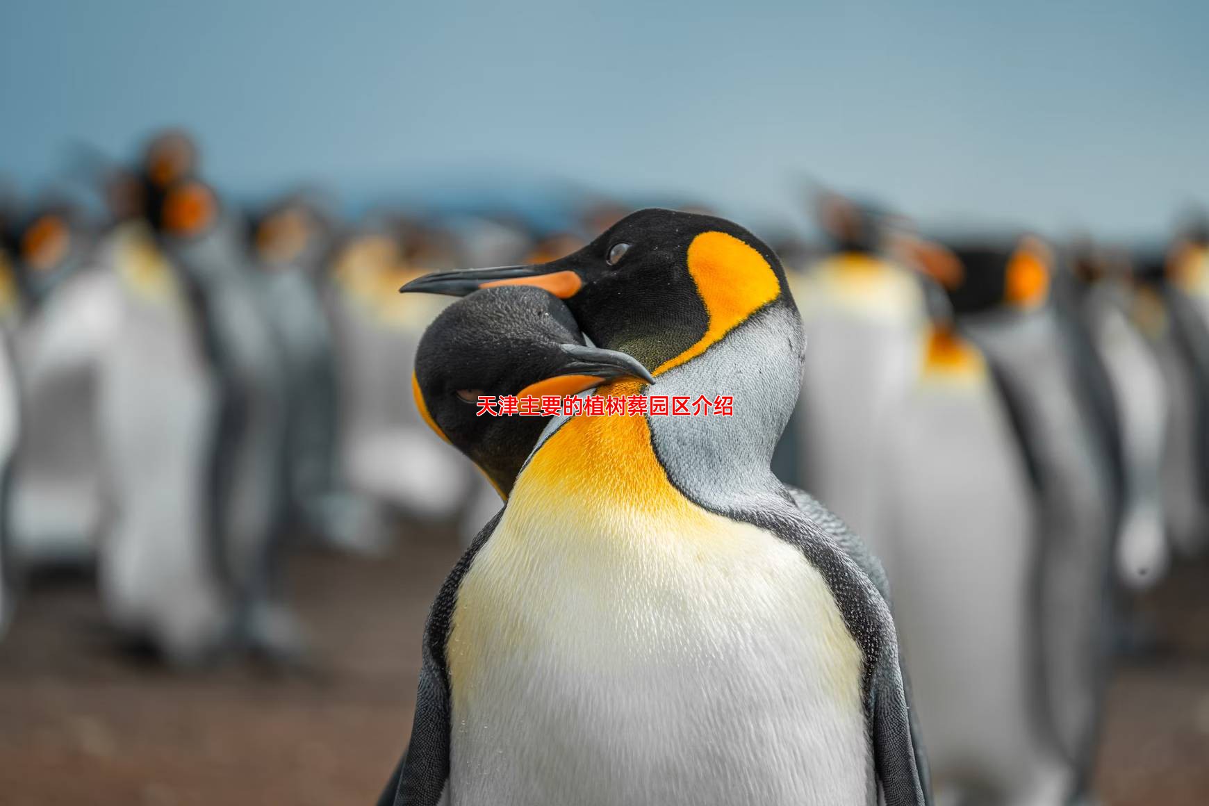 天津主要的植树葬园区介绍