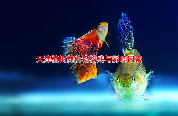 天津植树葬价格与服务指南 帮助您做出明智选择