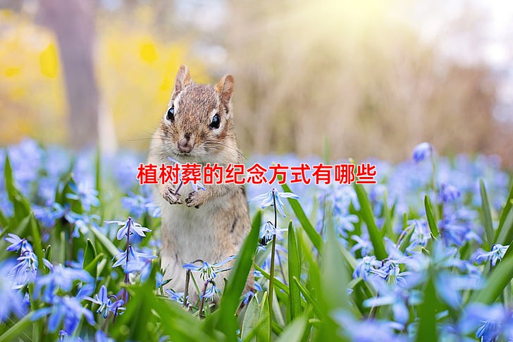 植树葬的纪念方式有哪些如何缅怀亲人