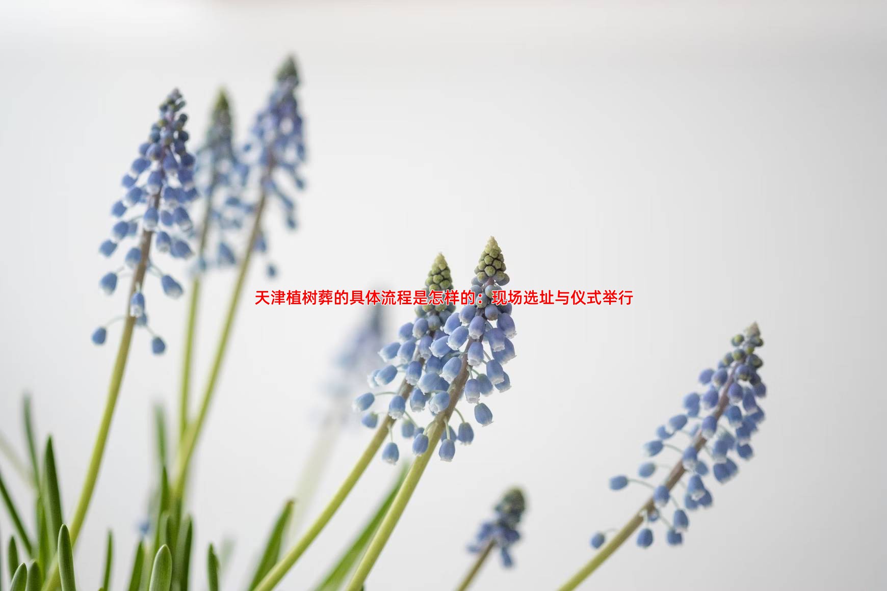 天津植树葬的具体流程是怎样的：现场选址与仪式举行