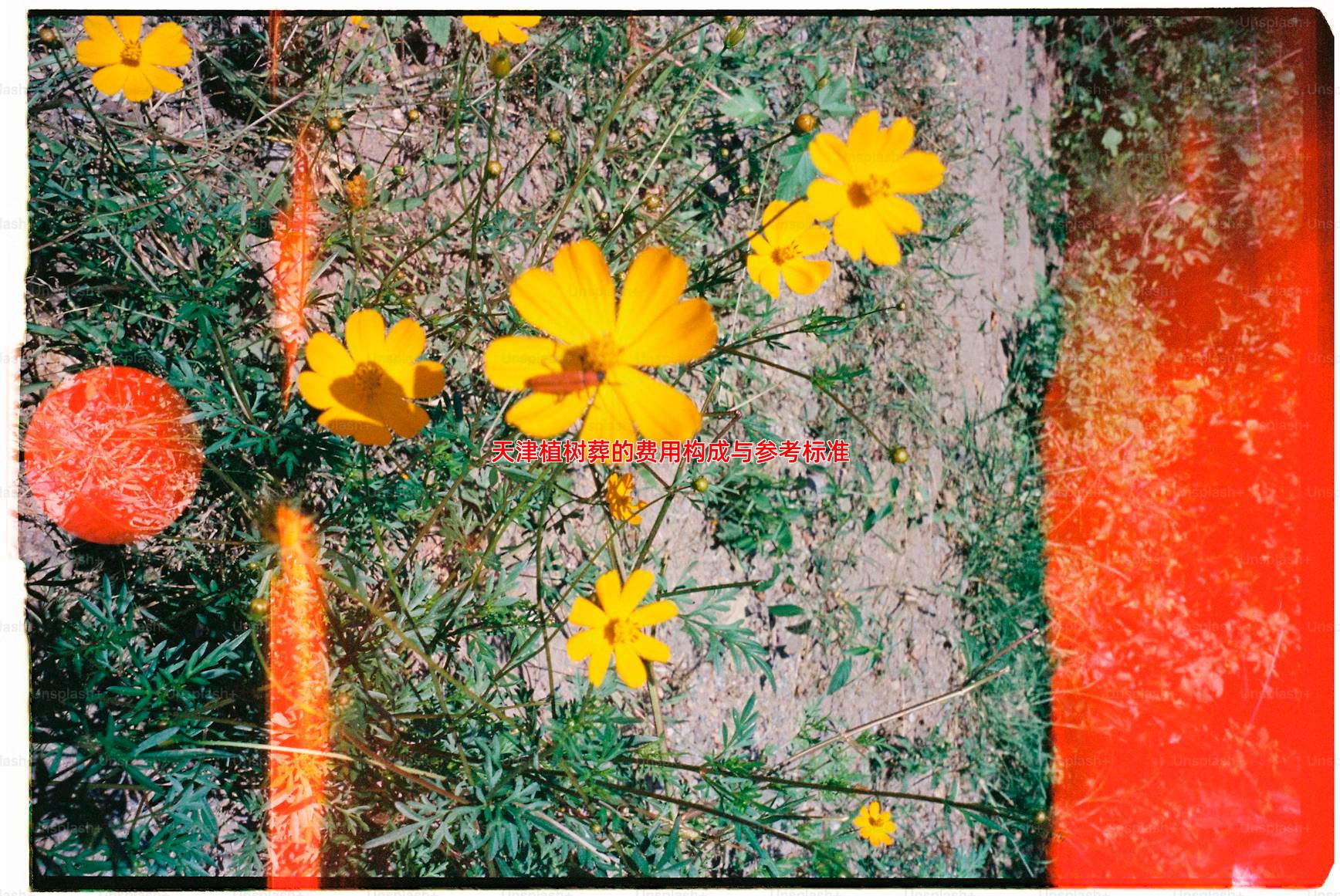 天津植树葬费用详解 让生命回归自然的选择