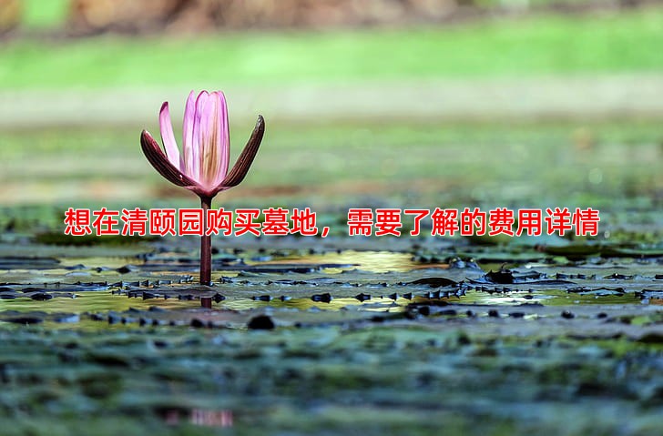 想在清颐园购买墓地，需要了解的费用详情