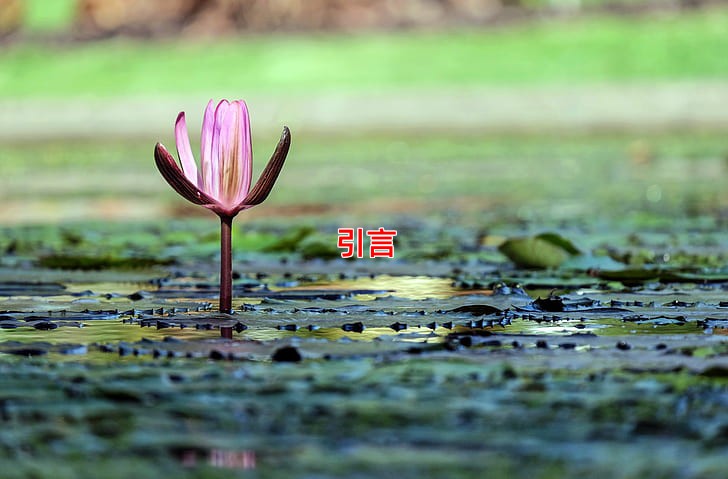 引言