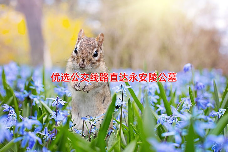优选公交线路直达永安陵公墓
