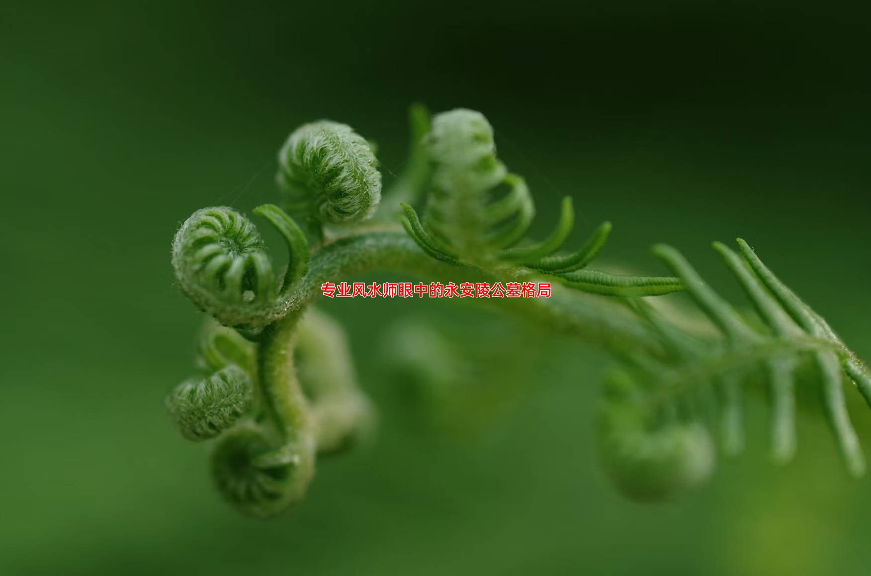 专业风水师眼中的永安陵公墓格局