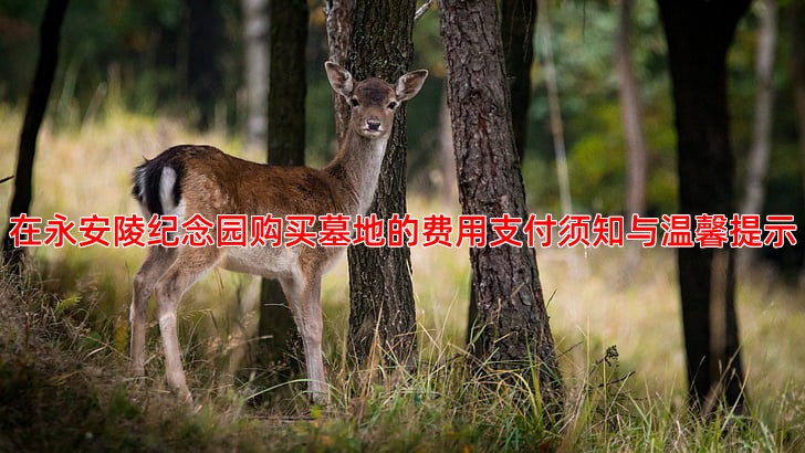 在永安陵纪念园购买墓地的费用支付须知与温馨提示