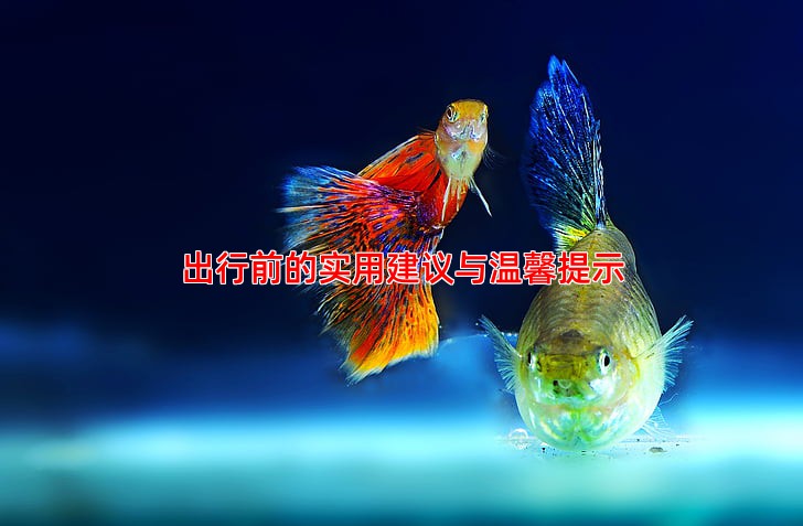 出行前的实用建议与温馨提示