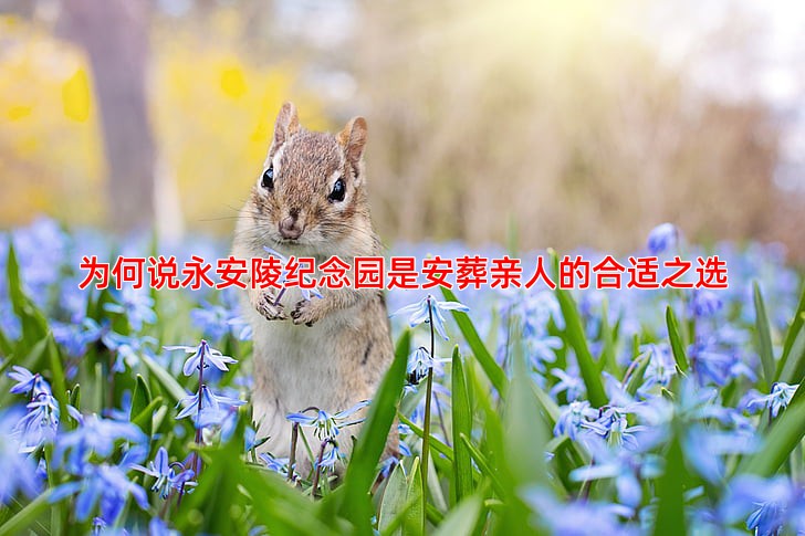 为何说永安陵纪念园是安葬亲人的合适之选