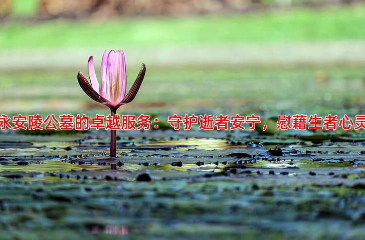 永安陵公墓的卓越服务：守护逝者安宁，慰藉生者心灵