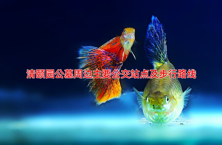 清颐园公墓周边主要公交站点及步行路线