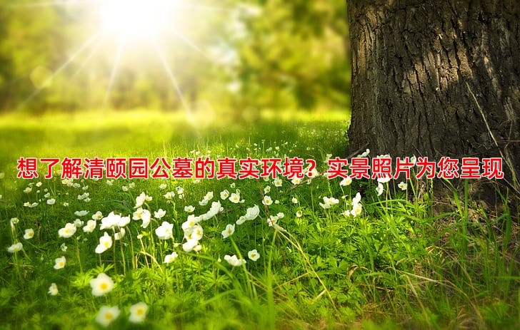 想了解清颐园公墓的真实环境？实景照片为您呈现