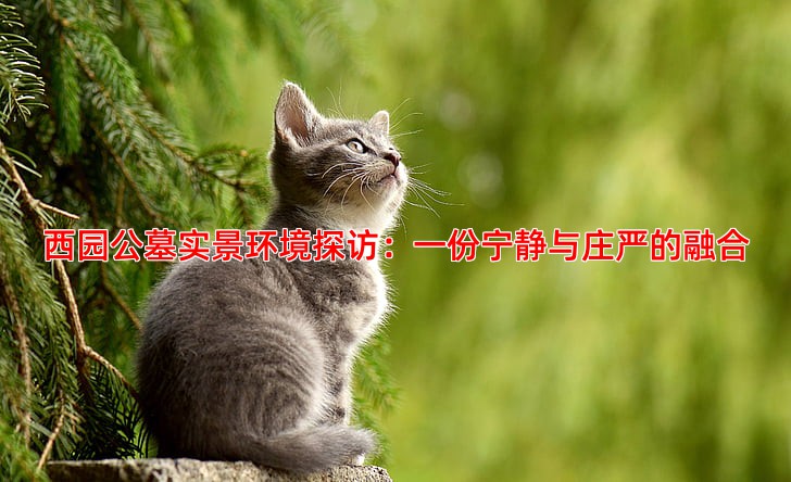 西园公墓实景环境探访：一份宁静与庄严的融合