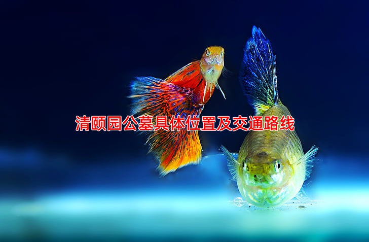 清颐园公墓具体位置及交通路线