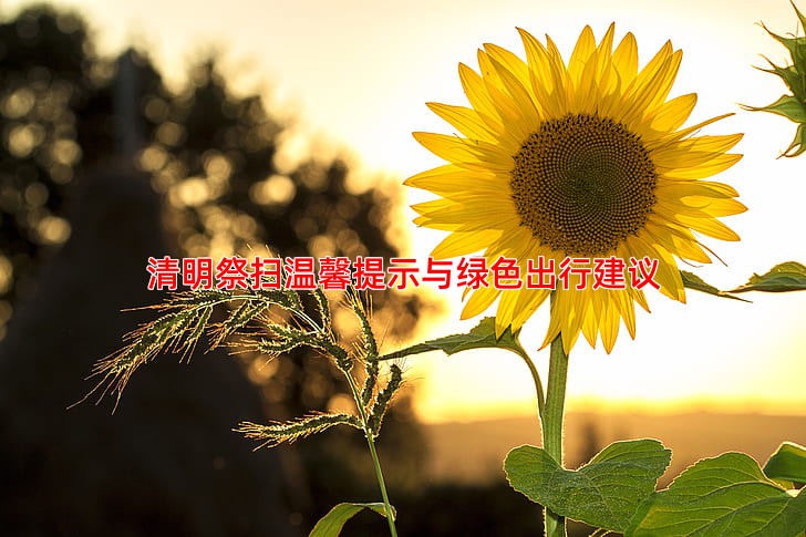 清明祭扫温馨提示与绿色出行建议