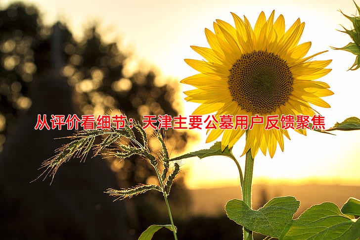 从评价看细节：天津主要公墓用户反馈聚焦