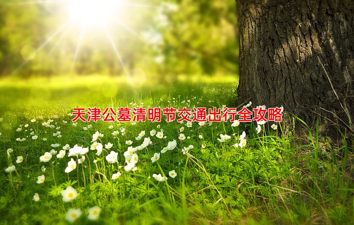 天津公墓清明节交通出行全攻略