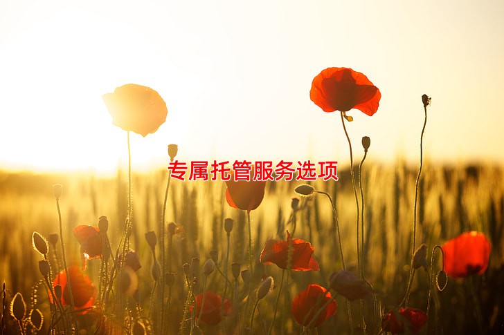 专属托管服务选项
