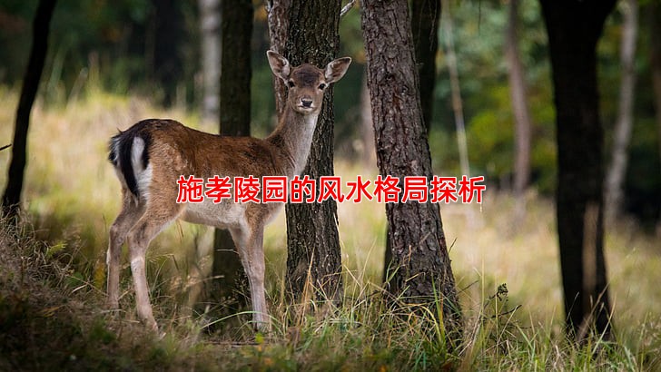 施孝陵园的风水格局是否符合传统标准