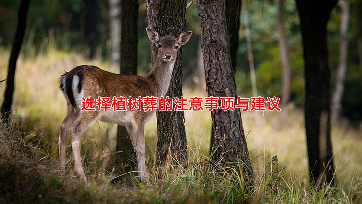 选择植树葬的注意事项与建议