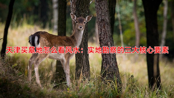 天津买墓地怎么看风水：实地勘察的三大核心要素