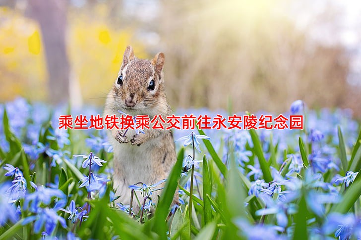 乘坐地铁换乘公交前往永安陵纪念园