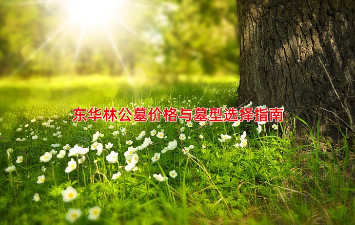 东华林公墓价格有几种墓型可以选择